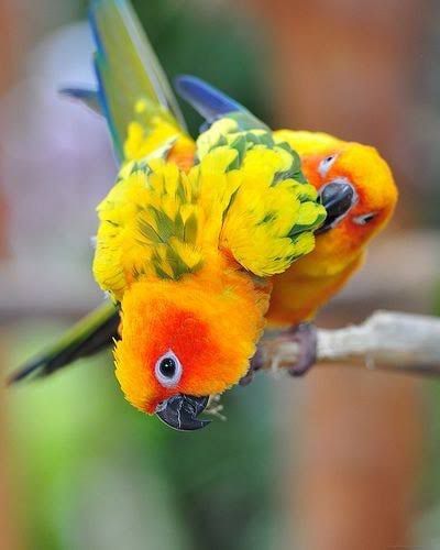 Bird Park