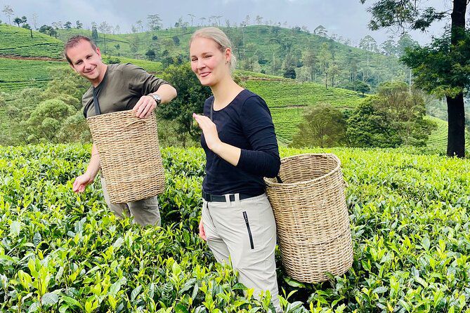 Tea Factory