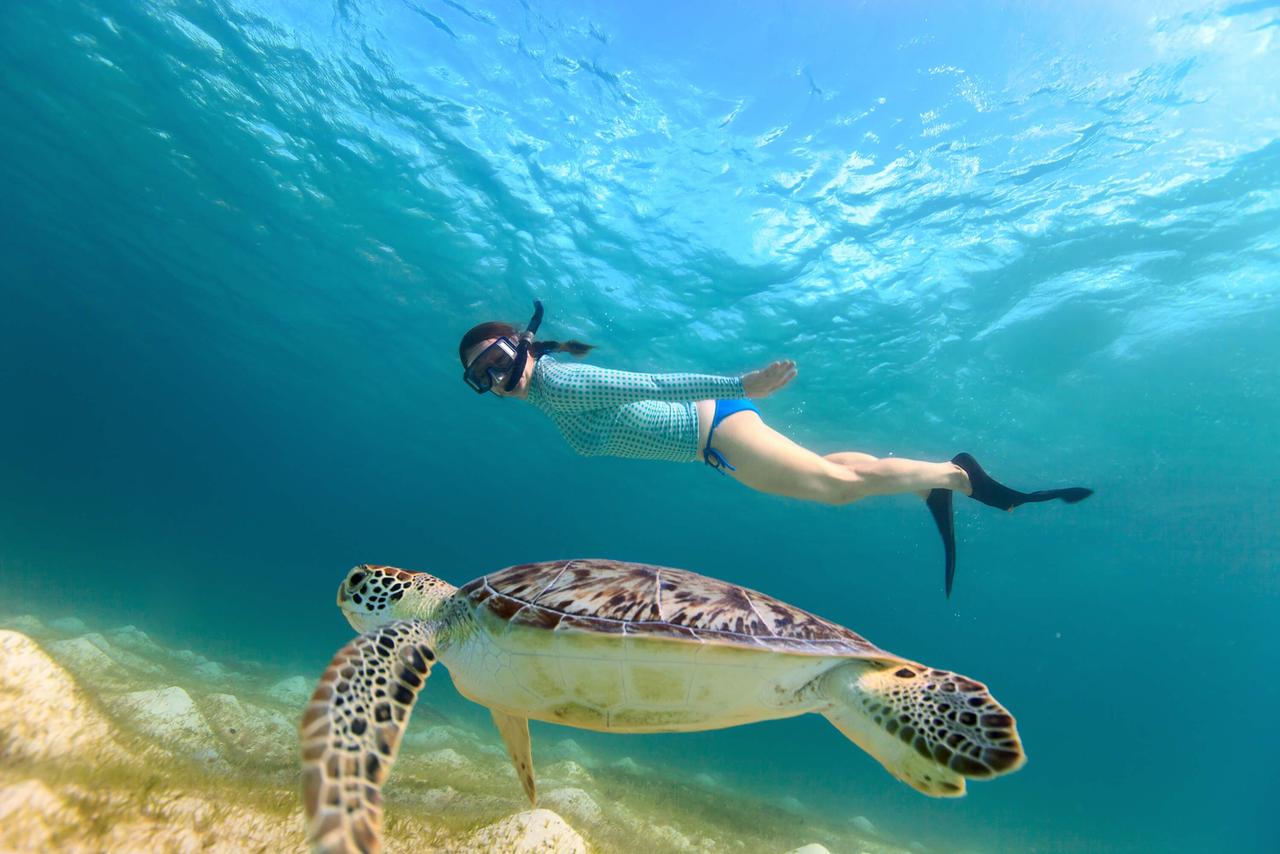 Turtle Watching