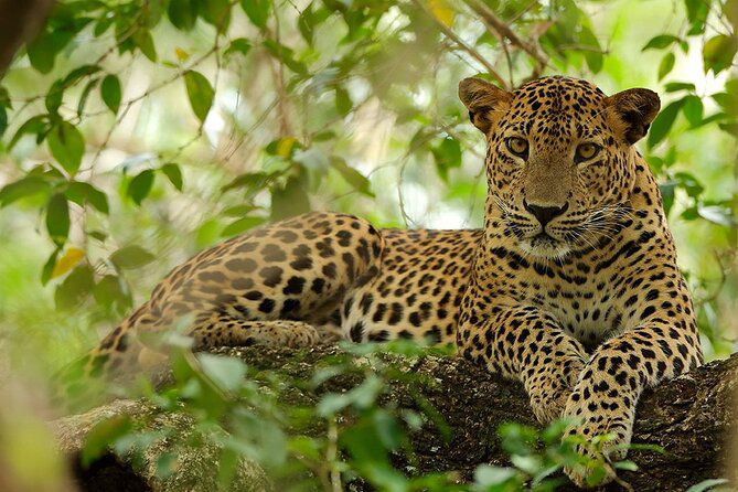 Wilpattu Safari